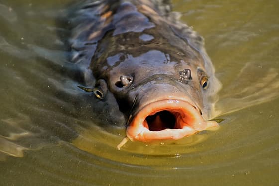 A common carp at the surface of the water