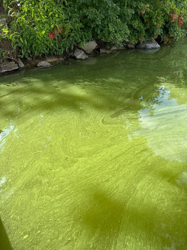 A thick green algae bloom covering the surface of the water